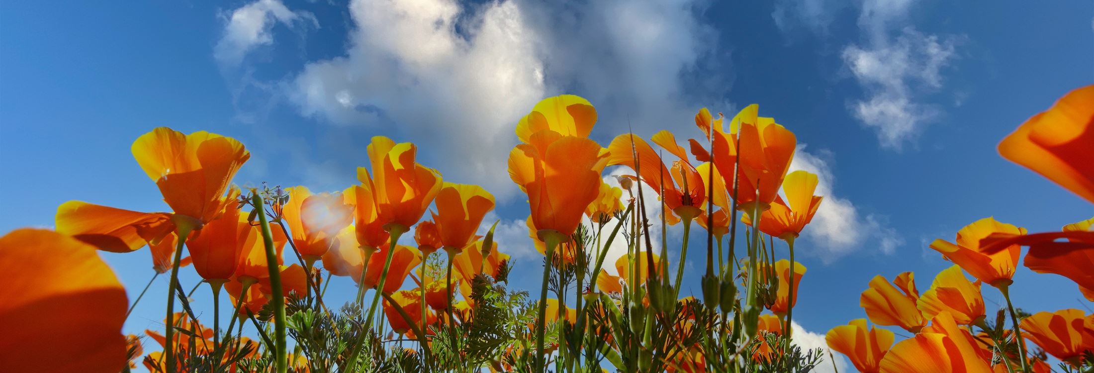 Poppy Flowers Closeup